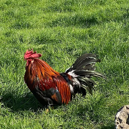Homerhof - Hofmann Johann Junior | Chiemgau Karte Farmház